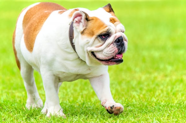 Tudo sobre a raça Bulldog Inglês