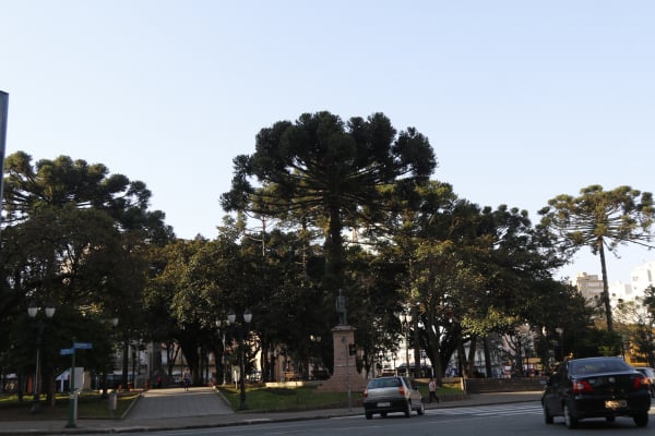 Pesquisa faz contagem das araucárias em Curitiba. Saiba quais os