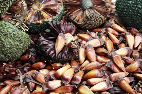 Pinhão: semente, castanha ou fruto?, Terra da Gente