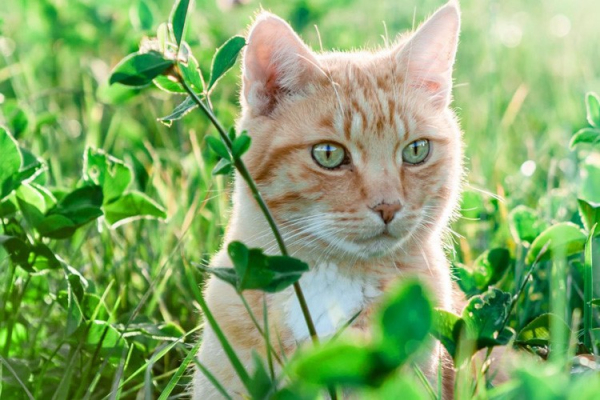 Entenda Um Pouco Mais Sobre A Erva De Gato