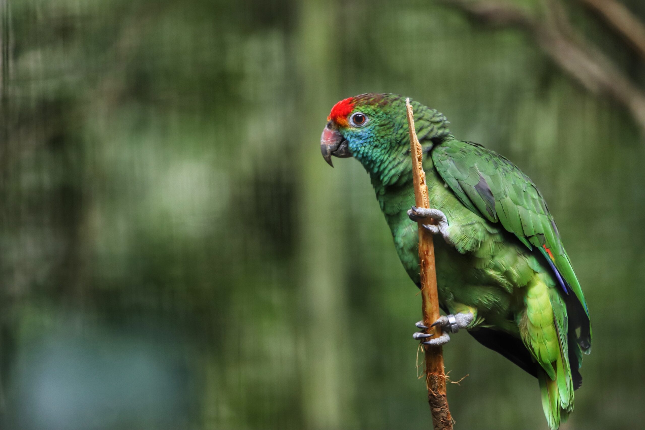 Espécies diversas da mata atlântica