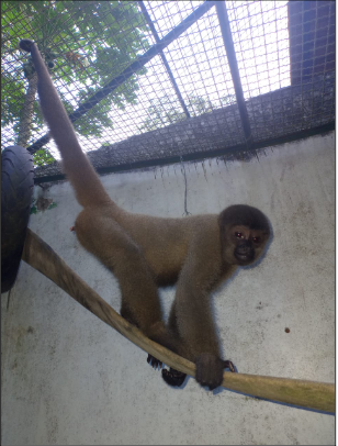 Macaco-aranha-de-cara-vermelha - Animália Park