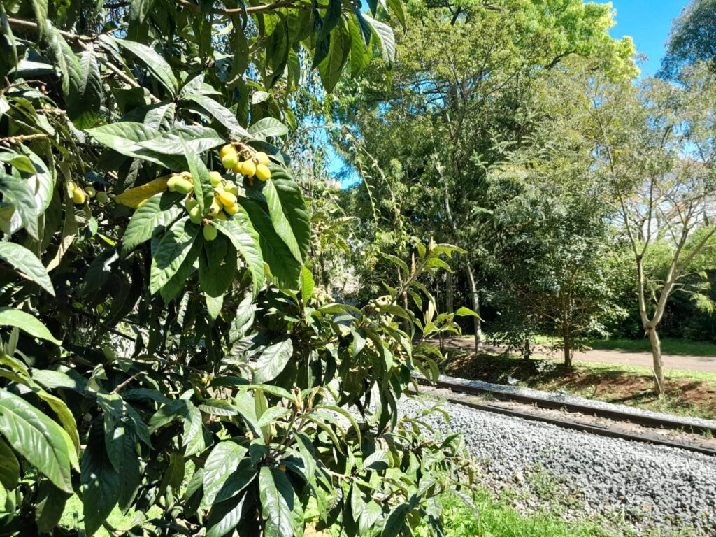 Onde foi parar Groot, o homem planta de Curitiba? Veja esta e