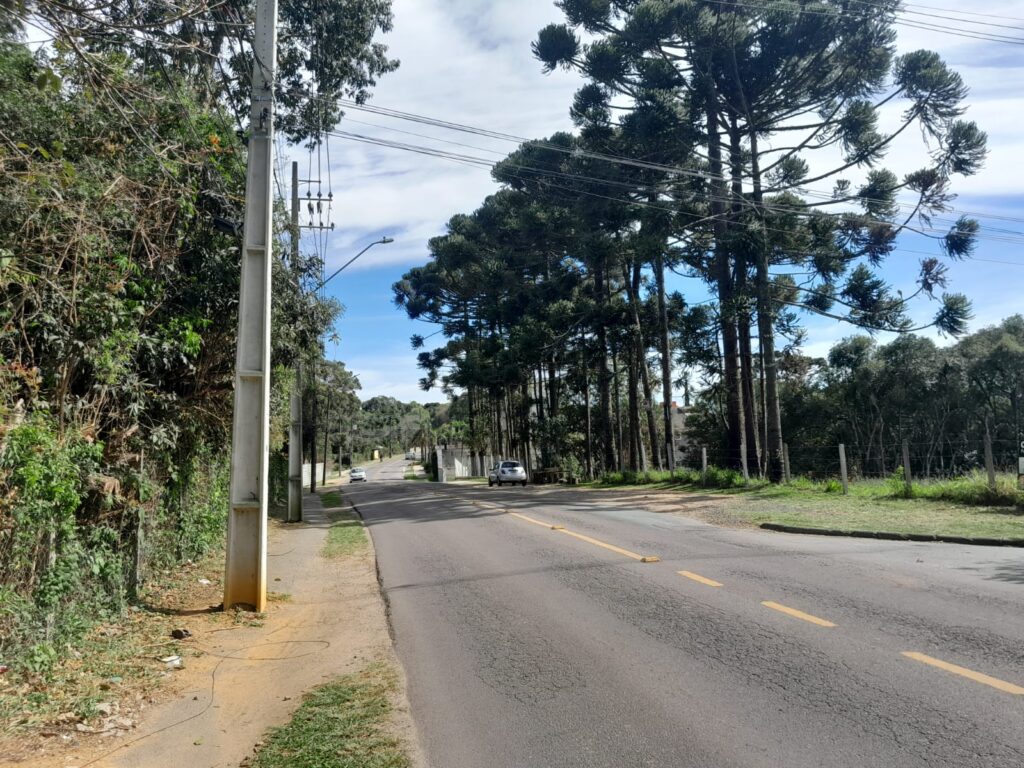 Onde foi parar Groot, o homem planta de Curitiba? Veja esta e