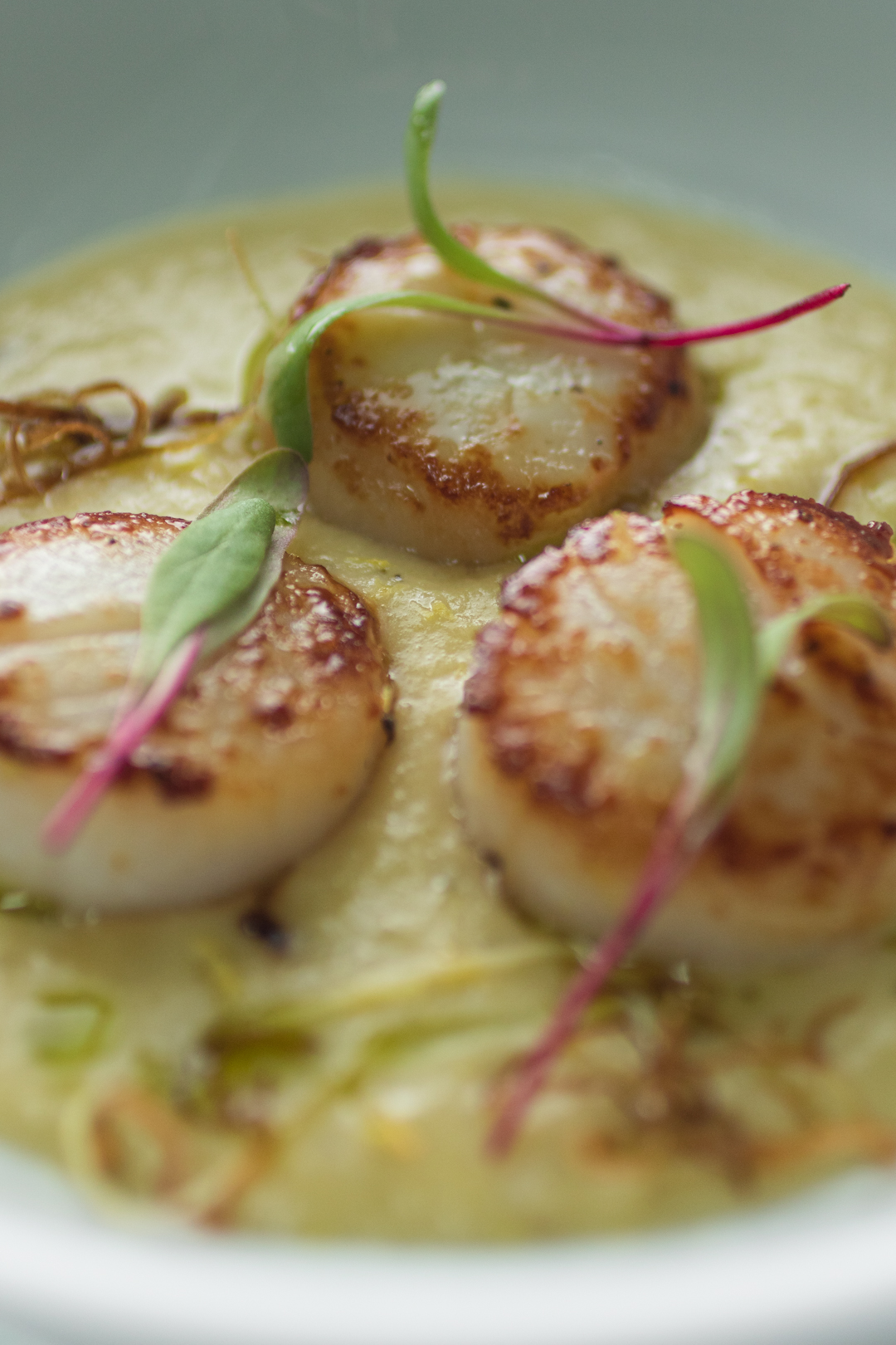 Coquilles Saint-Jacques