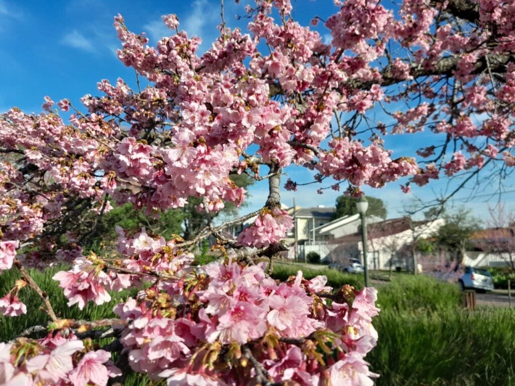 florada das cerejeiras