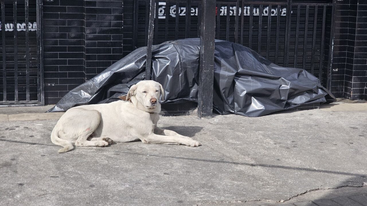Morador de rua é encontrado morto em Curitiba e cão dele, não sai de perto de corpo