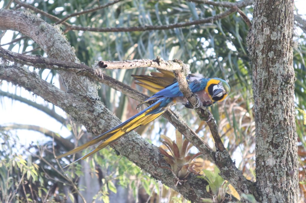 ARARA FOGE E DÁ SHOW NA VIZINHANÇA DO PILARZINHO