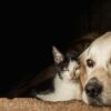 Closeup shot of the snouts of a cute dog and a cat sitting cheek to cheek