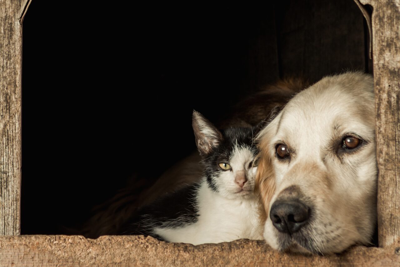 Closeup shot of the snouts of a cute dog and a cat sitting cheek to cheek