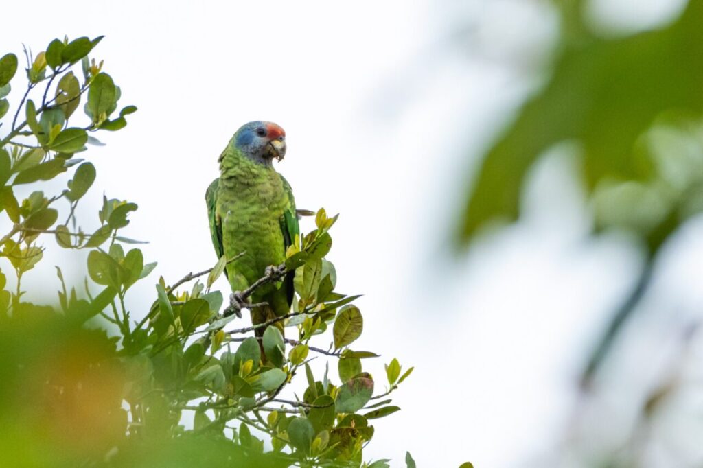 papagaio cara roxa