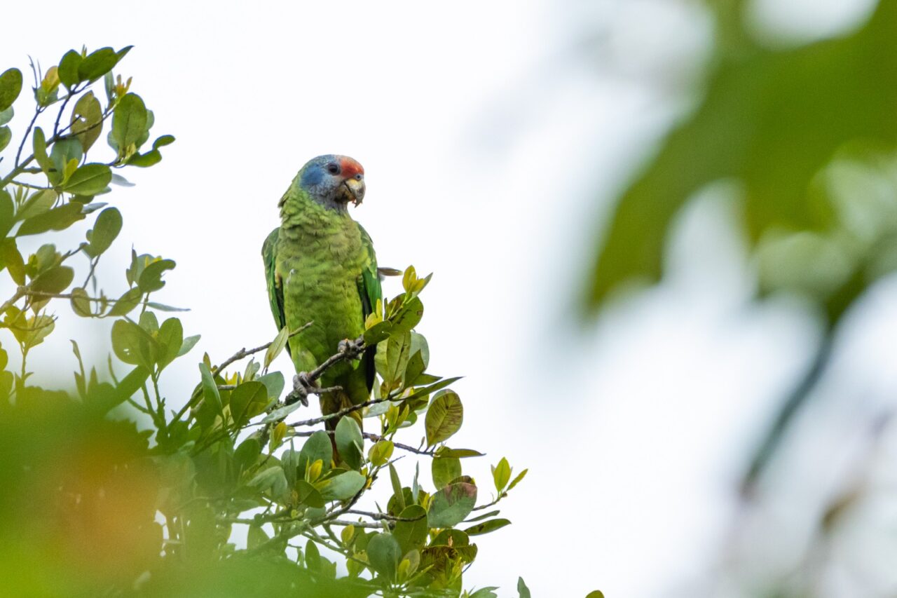 papagaio cara roxa