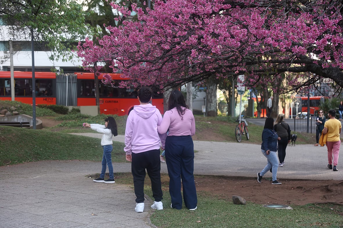 CEREJEIRA NA PRAÇA DO JAPAO