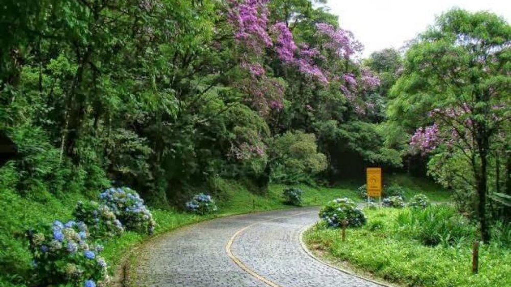 Estrada-da-Graciosa