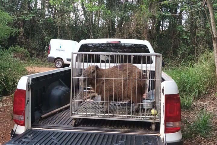 capivara solta iat