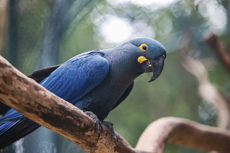 São Paulo (SP) 18/09/2024 - Zoológico de São Paulo, conseguiu reproduzir em cativeiro a espécie em extinção da Arara Azul de Lear. Foto: Paulo Pinto/Agência Brasil