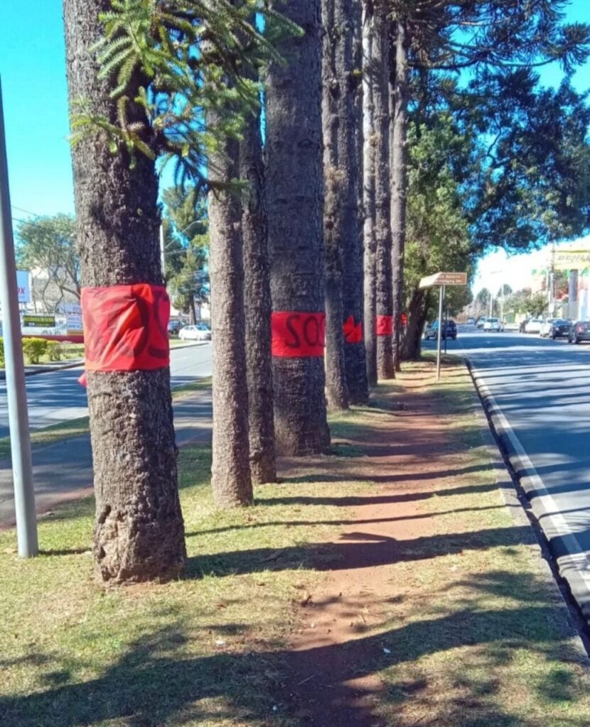 ney árvores corte arthur bernardes