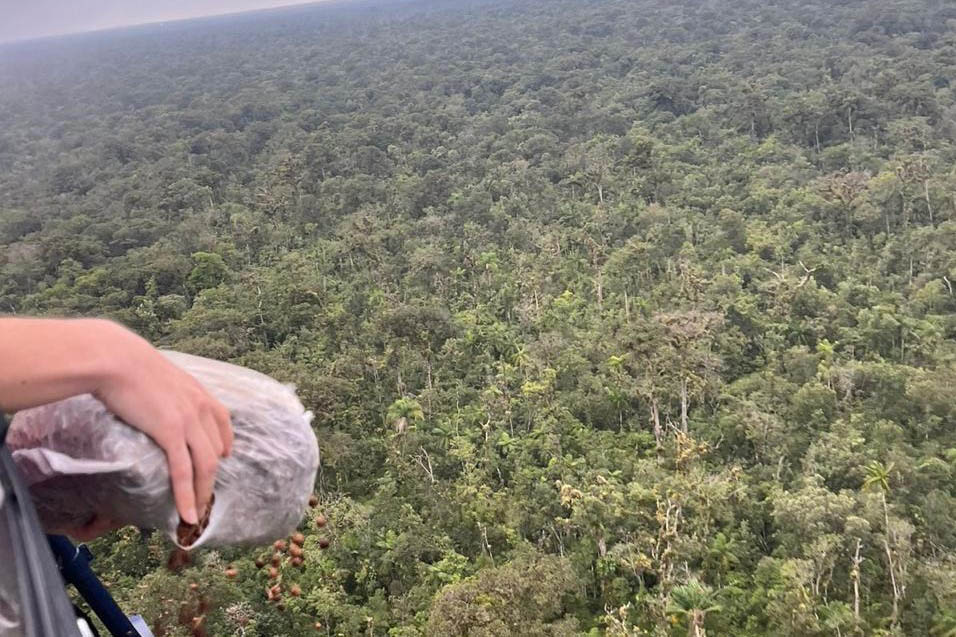 palmito jucara dispersao aerea