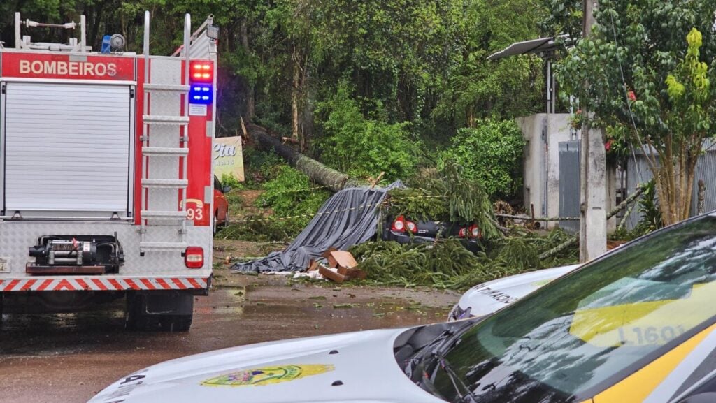 queda de araucaria faz vitima em sjp