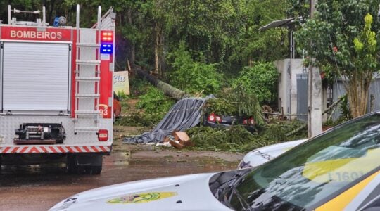 queda de araucaria faz vitima em sjp