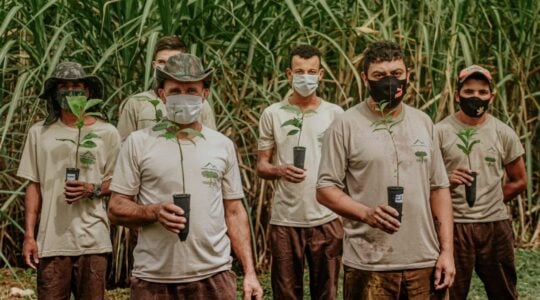 rede de plantadores de arvores