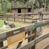 Emus Fazendinha Vila Katu – foto Fabiano Camargo