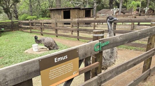 Emus Fazendinha Vila Katu – foto Fabiano Camargo