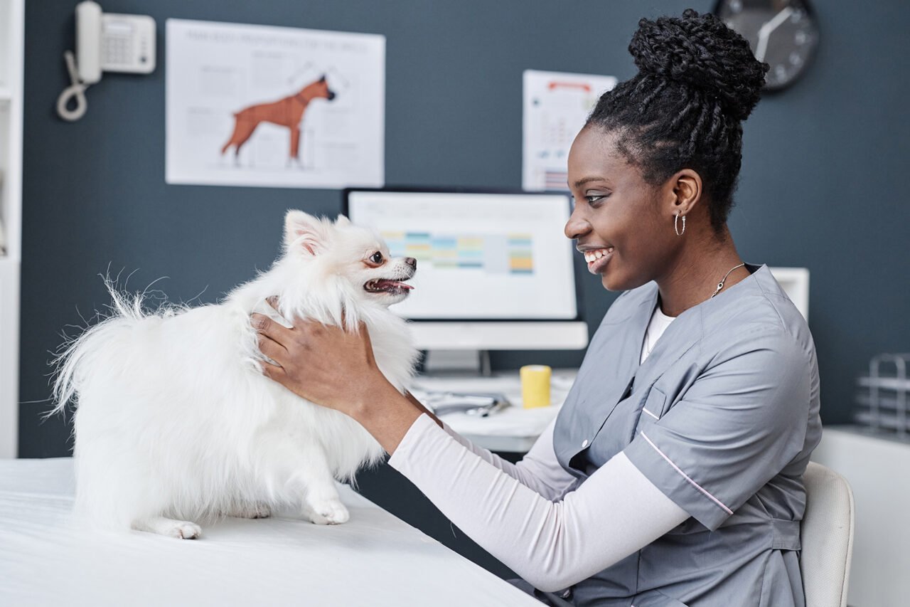 Vet Doctor Examining Sick Animal