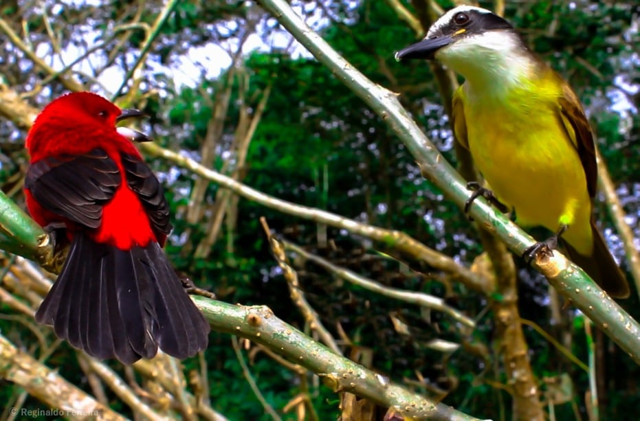 aves grande reserva spvs