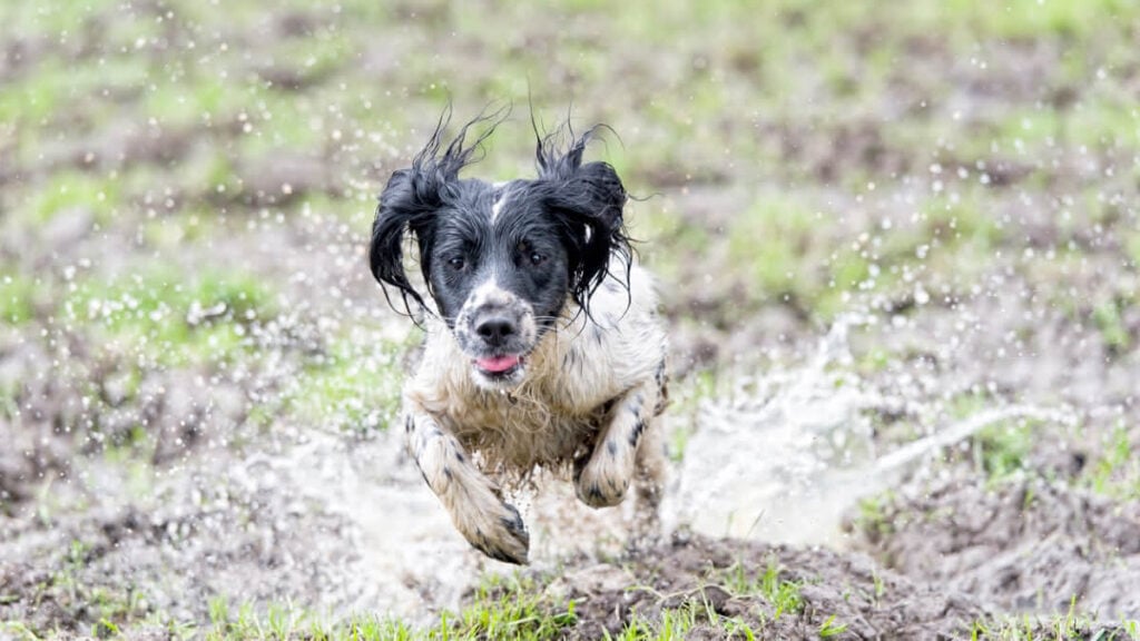 cachorro-correndo-chuva