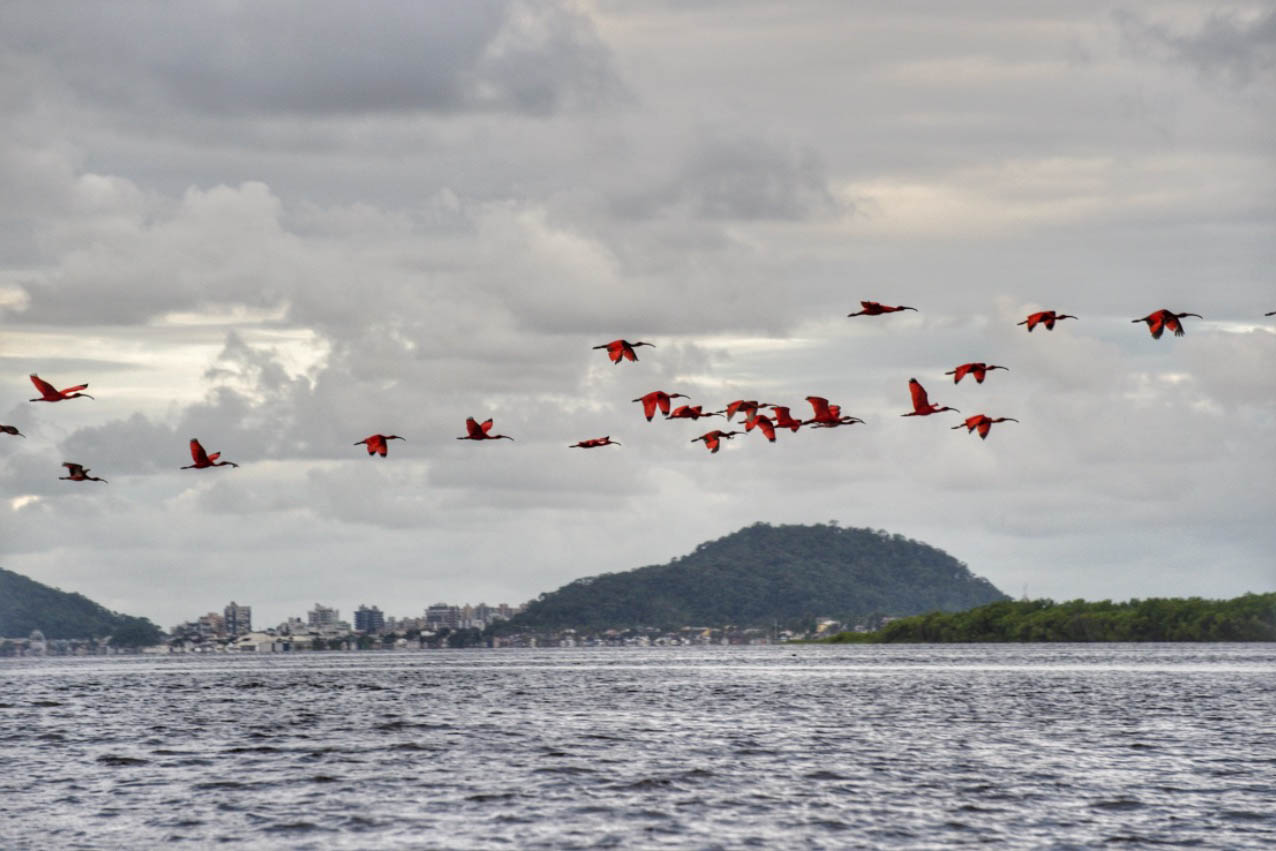 guaras abre