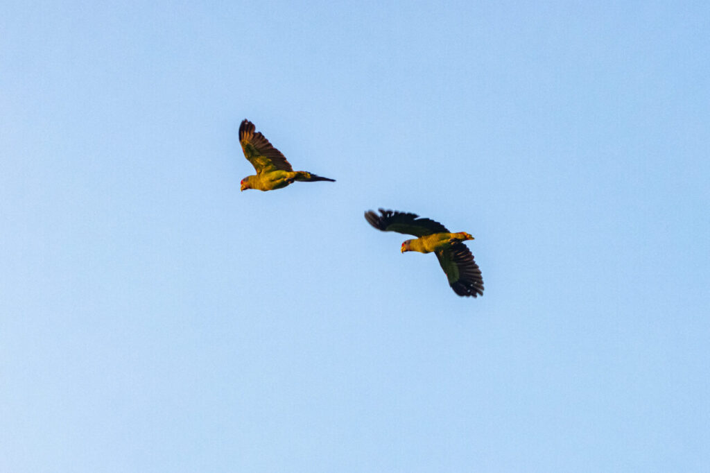 papagaio da cara roxa